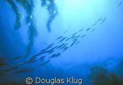 Leading ahead.  A school of baitfish emerges over the top... by Douglas Klug 